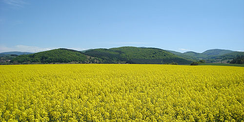 campo-colline